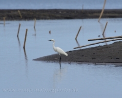 The Snowy Egret (Egretta thula) is a small white heron. It nests mainly in wetlands in the southwest United States and South America.