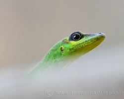 Anolis from the island of Saint Vincent belongs to a typical fauna.