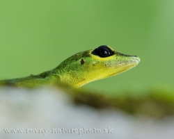 Always ready to jump on prey or escape Anole on a branch of Ficus.