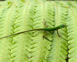 Anolis and ferns belong inherently to the island of Saint Vincent.