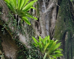 Bromeliads found a way how to survive on the trees.