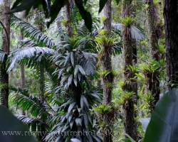 Bromeliads belong to plants that do not need to be rooted in the soil. Sessile grow on trees as in this case on the pines. They are actually wild pineapples - ancestors of our favorite fruits.