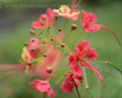 As red sparks radiate pollen sticks to all sides of flowers.