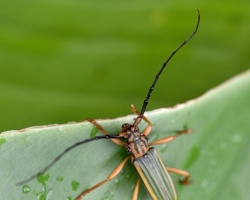 One of the few bugs that I managed to see on the island of Saint Vincent.