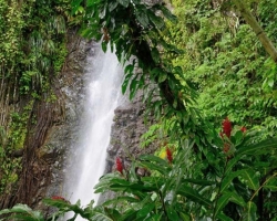 Flowers, foliage wet, singing falling water that is Dark View Falls waterfall.