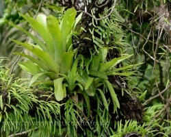 In the rainforest is used every free space. Here occupy every spare inch of bark ferns and bromeliads.