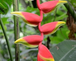 Tropical forest in Sant Vincente was marked by lush shades of green. This fiery flover of Heliconia shine far.