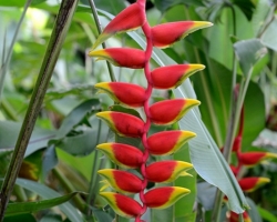 Tropical forest in Sant Vincente was marked by lush shades of green. This fiery flover of Heliconia costata shine far. This species is not original species. Comes from Costa Rica