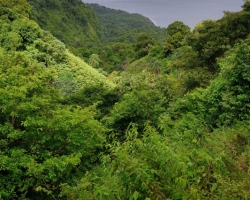 From the top of volcano to the sea coast cover lush plants nourish by fertile volcanic tuffs and rains every piece of land.