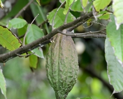 Theobroma cacao also cacao tree and cocoa tree, is a small (4–8 m (13–26 ft) tall) evergreen tree in the family Malvaceae,[1] native to the deep tropical regions of Central and South America. Its seeds are used to make cocoa powder and chocolate