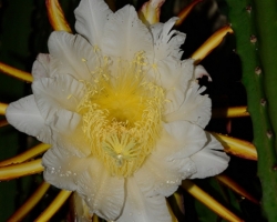 The Saint Vincent includes the experience spectacular night flowering cactus Pitaya /genus Hylocereus/. There are only grown but to see them blooming in the night rain is one of strongest experiences.