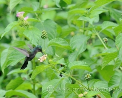 Snarling wings draped over Flowers tasted hummingbird nectar from a natural kitchen.