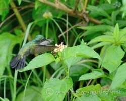 During a short visit to the island of Saint Vincent appetites of Antillean crested hummingbird rapidly changing whichever of new florets has best bouquet.