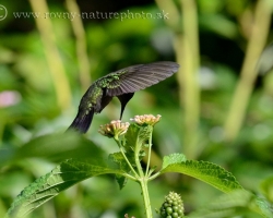 How a big Bumblebee is Antillean Hummingbird hovering over flowers.