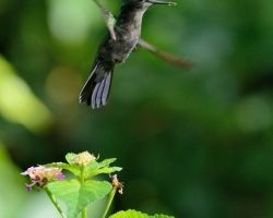 Kolibrík sa pohybuje v ovzduší veľmi obratne všetkými smermi.