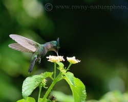When you observe tiny hummingbird, you feel like in Wonderland. And so - the gift that we have received is truly a miracle.