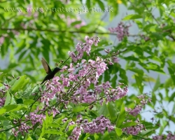 This time, the hummingbird is hosted in a little pink flower tree like our Black Lokust.