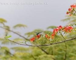 Kolibrík antilský chocholatý na kvete Delonix regia.