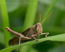 Big unknown grasshopper from Saint Vincent