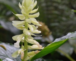 Veľké súkvetie bledožltého kvetu ukryté v pazuche veľkých listov typických pre dažďový prales.