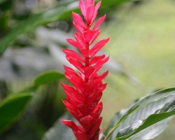 Červený kvet alpínie