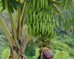 Banánovník (Musa) je rod bylín z čeľade banánovníkovitých (Musaceae). Zahŕňa ako malé druhy veľké len niekoľko desiatok centimetrov, tak aj zástupcov vyšších bylín (až 16 metrov). Plody banánovníka, banány sú žiadanou potravinou, kvôli ktorej boli zástupcovia čeľade Musa skultúrnené a rôzne šľachtené. Okrem veľmi dobre známych mäkkých a sladkých odrôd banánov tu patria aj príbuzné škrobovité banány na varenie (plantain). Na tropickom ostrove Saint Vincent som videl veľa banánových plantáží.
