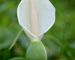 Family Araceae includes several well-known flowers. For example, in our county protected marsh calla / Calla palustris / or known cut calla flower. Photograph captures Colocasia esculenta of this family in the countryside.