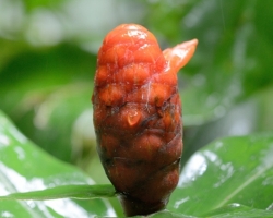 Jeden z mála veľkých kvetov v tropickom lese patril rastline Costus spiralis.