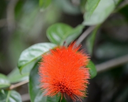 Many beautiful flowers from all over the tropical world cheereth botanical gardens visitors in the capital Kingstown.