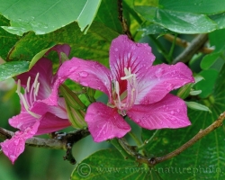 On the edge of the forest was this tree with beautiful large flowers. Its neme is Orchid tree - Bauhinia variegata
