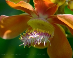 Mnoho krásnych kvetov z celého tropického sveta obveseľuje návštevníkov botanickej záhrady v hlavnom meste Kingstown. Patrí k nim aj tento zaujímavý kvet stromu Couroupita guianensis na fotografii pochádzajúceho z trópov Strednej a Južnej Ameriky