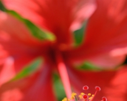 Mnoho krásnych kvetov z celého tropického sveta obveseľuje návštevníkov botanickej záhrady v hlavnom meste Kingstown. Na obrázku náhderný červený ibišek.