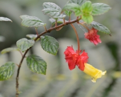 The first small beautiful flowers proclaim that we are descended from the slopes of the volcano La Soufriere down to the Atlantic humid tropical jungle. Volcano captures many of rainfall which supply tropical forest as a huge sponge. Everywhere the steam condenses and thousands of bid drops drip from the leaves ........