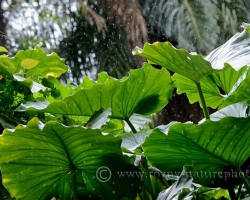Below these leaves jou can happily hide from the rain.
