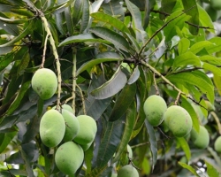 A mango is a huge tree as high as 30 When I was at Saint Vincent ripen its just amazing fruit. Mango is known as one of the longest arboriculture. Records of its cultivation have been known 4,000 years ago. And me? Mango with passionfruit are my favorite fruits. In the morning I collect fruits on the ground sit on the seashore watching the rising sun and smack and smack and smack.