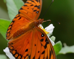Krásny motýľ z ostrova Saint Vincent.