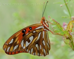 Krásny motýľ z ostrova Saint Vincent.