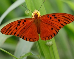 Beautiful butterfly from the island of Saint Vincent.