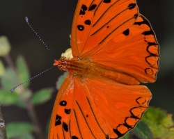 Beautiful butterfly from the island of Saint Vincent.