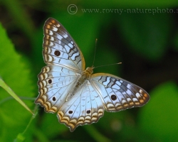 Krásny modrý motýľ z ostrova Saint Vincent
