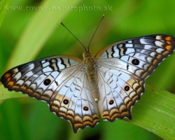 Krásny modrý motýľ z ostrova Saint Vincent