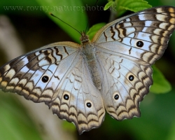 Beautiful blue butterfly from the island of Saint Vincent