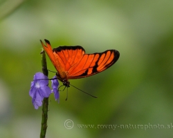 Aj tento oranžový motýľ patrí tiež k tomu čo zanechalo spomienky na ostrov Saint Vincent.