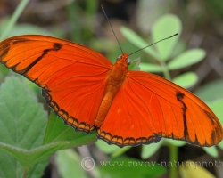 Krásny ohnivo oranžový motýľ z ostrova Saint Vincent