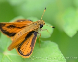 Inconspicuous butterfly Fiery Skipper