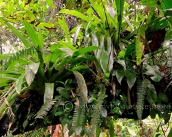 Fully occupied, report bromeliads ferns and vines all those leaves sticking out of the branches.