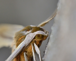 Moth from the Saint Vincent island