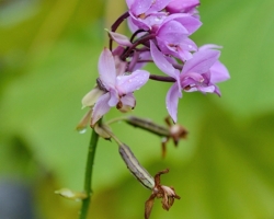 On the slopes of the volcano La Soufriere is possible to find this purple orchid.
