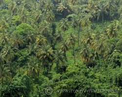 Palmový les. Úžasná je majestátnosť a harmónia čo vyžarujem palmový les.