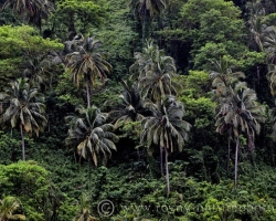 Palm trees on their slender legs waving as high lighthouses, over jungle.